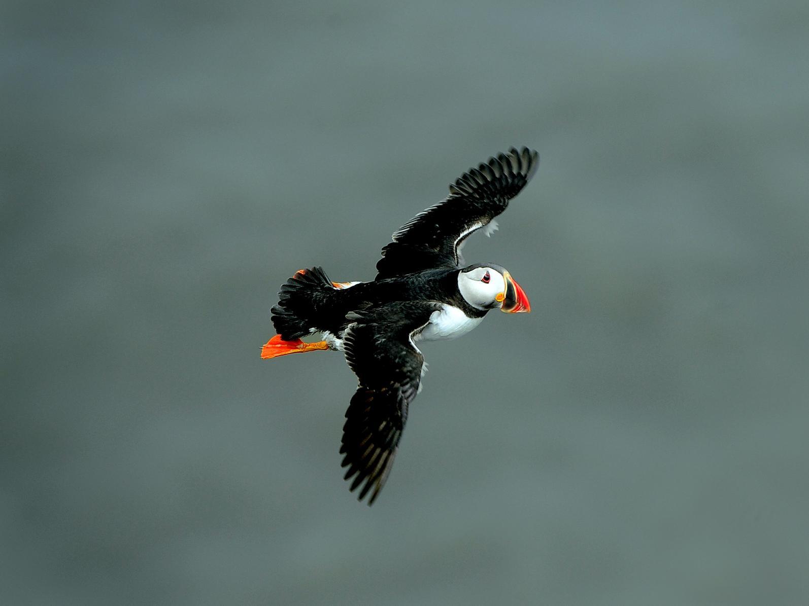 Wild Challenge at Easter, Bempton Cliffs, near Bridlington, Saturday April 4 to Sunday April 19
Calling all fun-loving families. Visit Bempton Cliffs and do the Puffin Trail, watch thousands of seabirds on the cliffs, or armed with a Discovery Backback, see what mini-beasts you can find along the Nature Trail.
These activities count towards your Wild Challenge.
From April, the puffins arrive at Bempton Cliffs, the best place to see these cute creatures in mainland Britain.
Admission charges apply