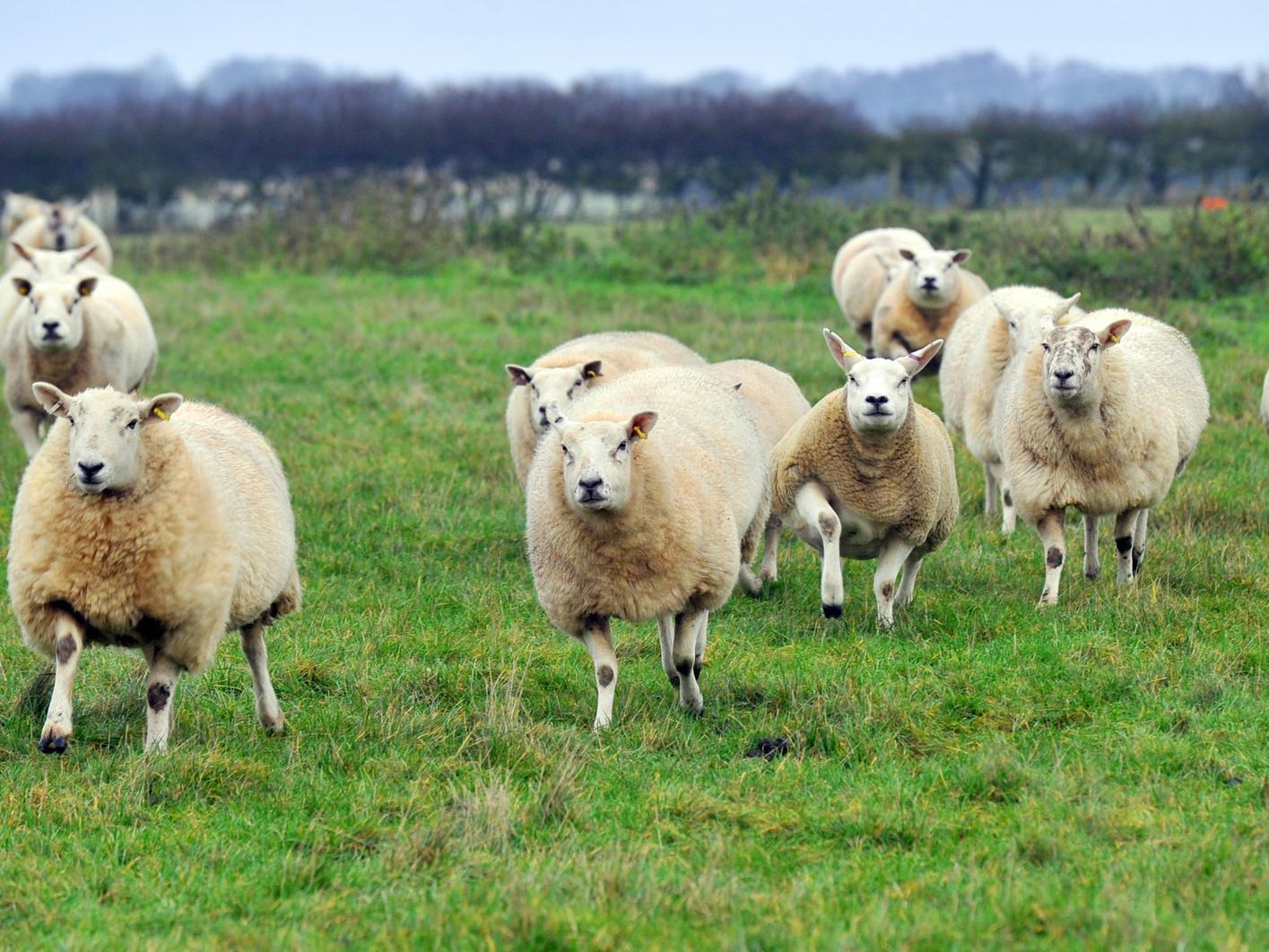 Sheep have been seen near the line.