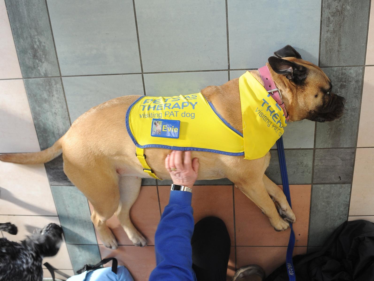 Evie the Bullmastiff laying down in Leeds Station for some tummy tickling.
