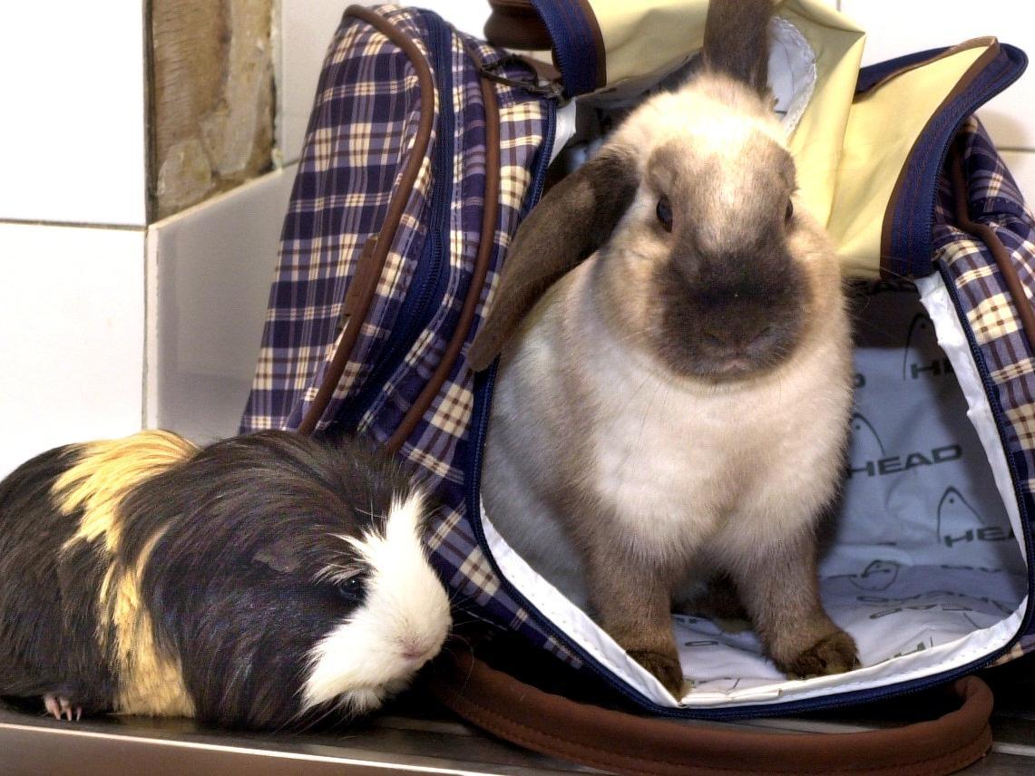 This guinea pig and the lop-eared rabbit were rescued after being discovered zipped up in a bag on a double decker bus in Leeds.