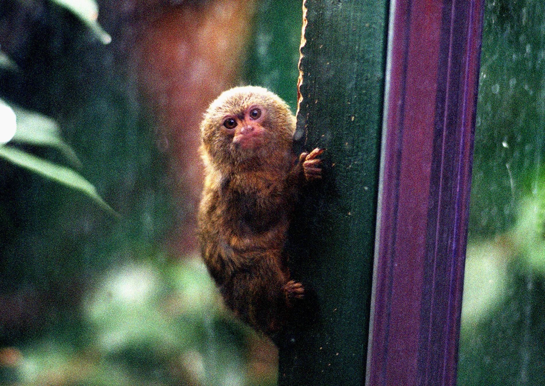 Staff at Tropical World decided on a name for a baby Marmoset monkey who was nursed back to health after his mother died. Keepers picked Mogwai chosen by Annie Oldfield, nine, from Middleton.