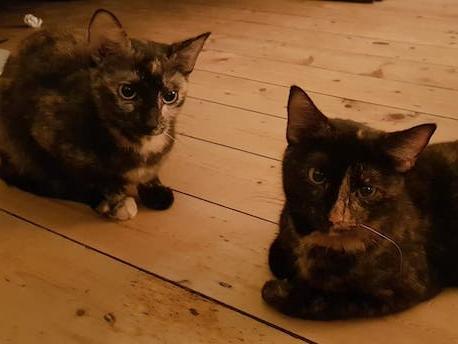 This lovely pair of sisters came into Leeds Cat Rescue after their owner sadly passed. Both cats are very sweet natured, but cautious of strangers. They will be best suited to an adult-only home, with owners that are in a lot.