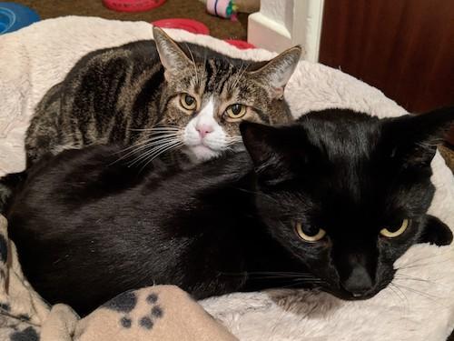 This beautiful sister and brother came into Leeds Cat Rescue care after the sudden loss of their owner. Smudge is very bold and confident and loves fuss and attention. Pepsi is more reserved, but is a very loving and sweet boy