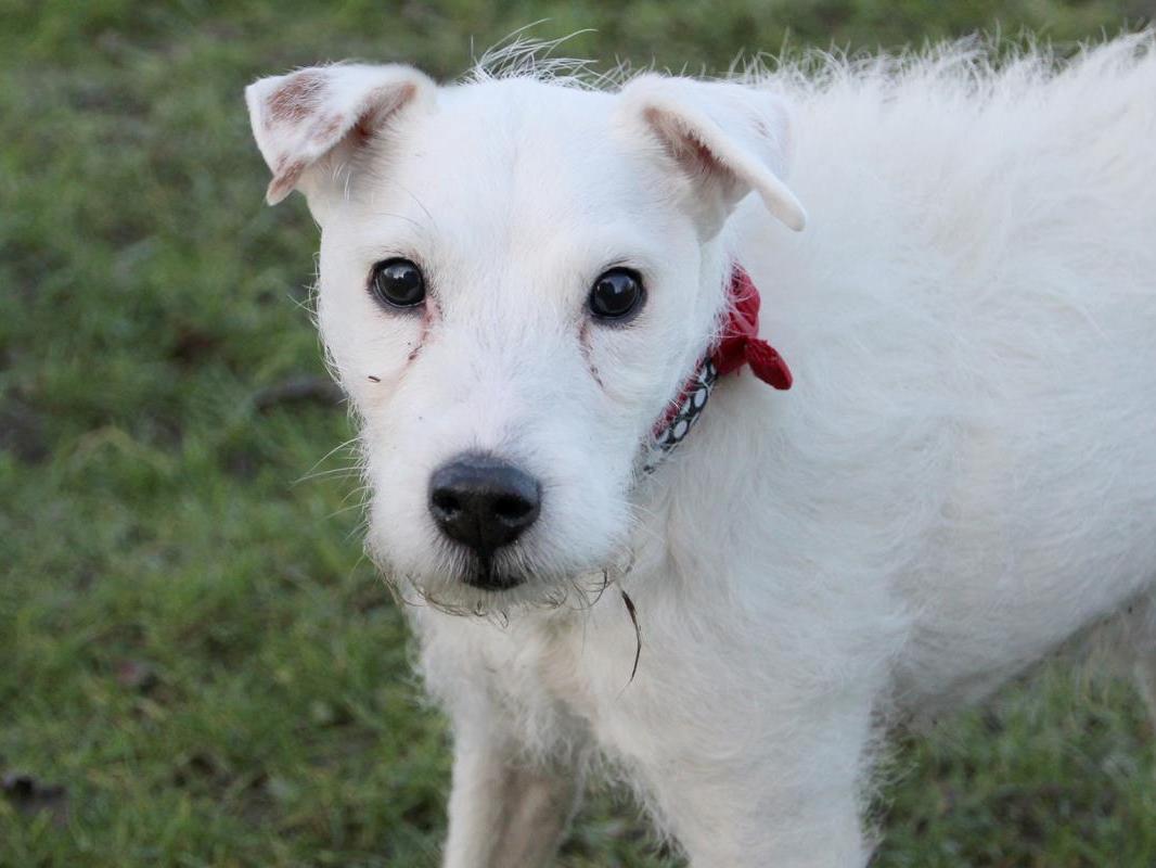 Breed: Jack Russell Terrier. Age: 8 and over. Sex: Male. Toby is a cute little fellow who comes round quickly to new people after an initial introduction. He would make a great companion dog, but would be better as the only dog in the home.