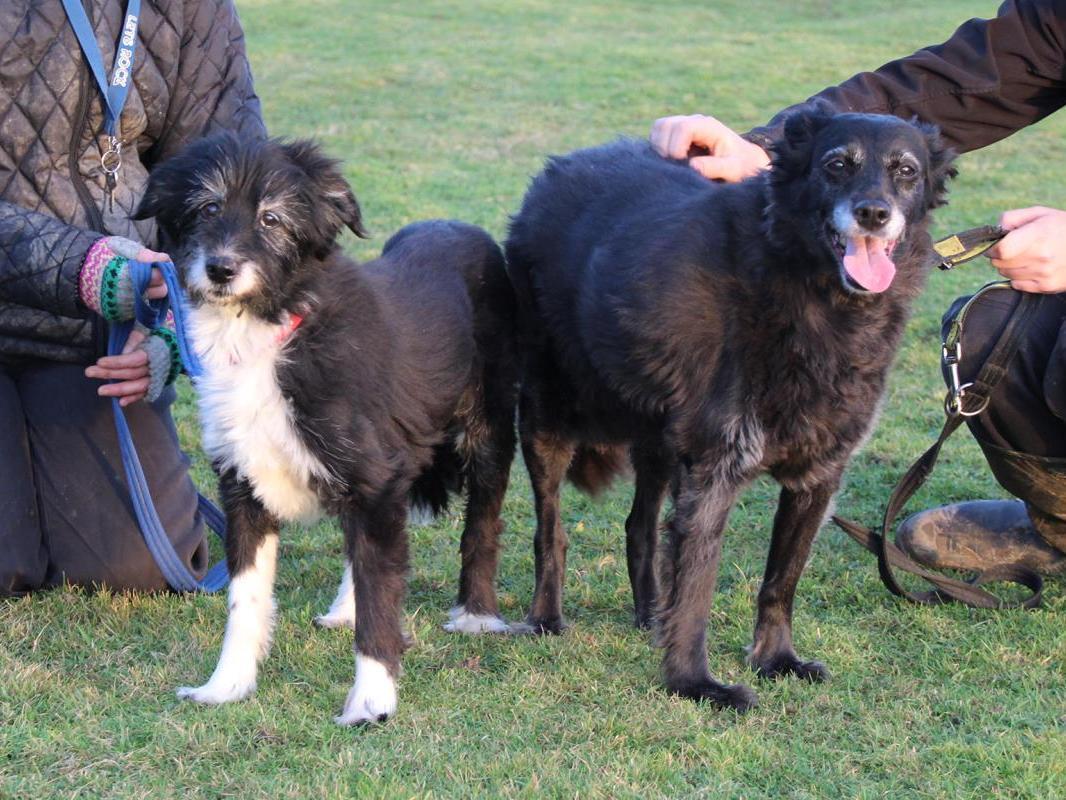 Molly and Lucy are a sweet pair of older ladies who are looking for the quieter things in life. Aged 14, they love curling up on the sofa in the evening and pottering around the garden during the day.