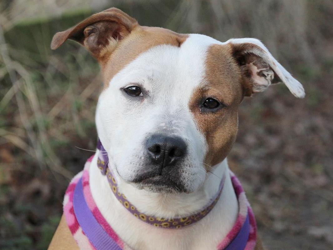 Breed: Staffordshire Cross (SBT). Age: 2 to 5 Years. Sex: Female. Bella loves training, she loves her food and she loves play time with her toys. Bella is ready to be your best friend and stick by your side.
