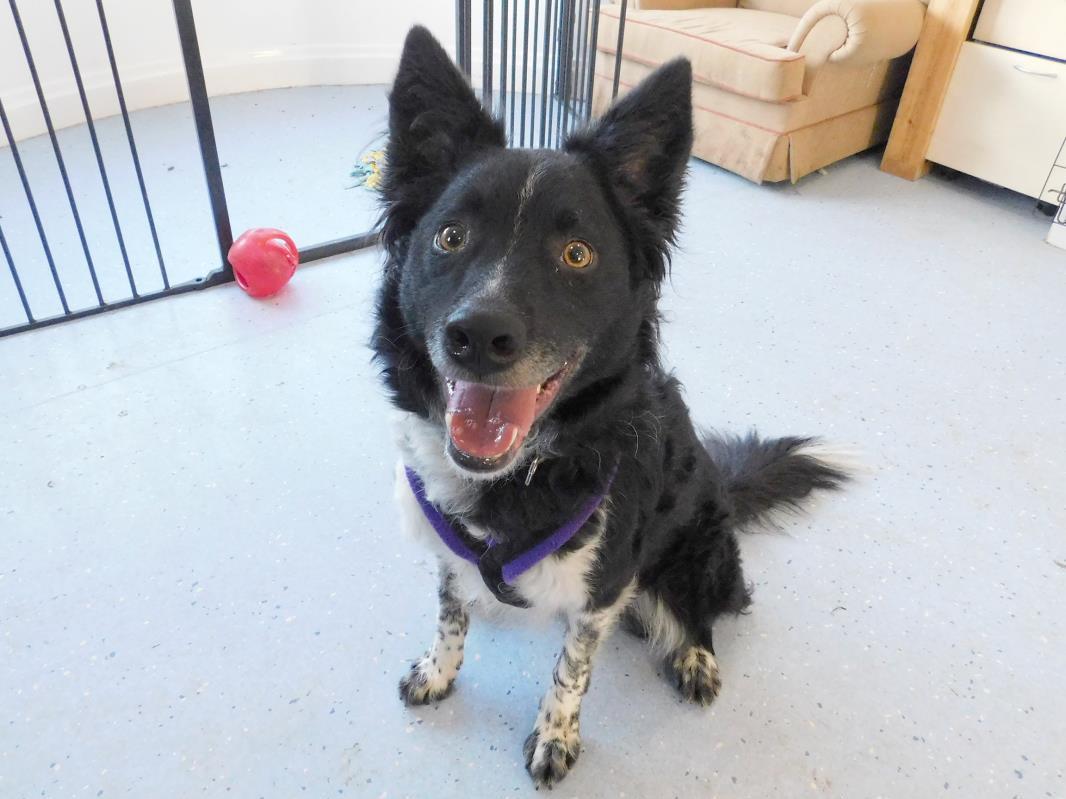 Breed: Border Collie. Age: 2 to 5 Years. Sex: Male. Ollie is a handsome, full of beans Collie who is looking for his forever home. Ollie needs patient owners who are around all the time to help him settle into home life.