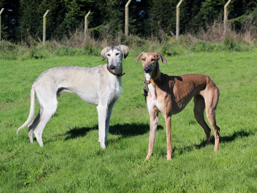 Buzz is looking for a home with his friend Ariel, who is more worried than Buzz and looks to him for reassurance. The pair of them could probably live with existing dogs as they're used to living in a large group.