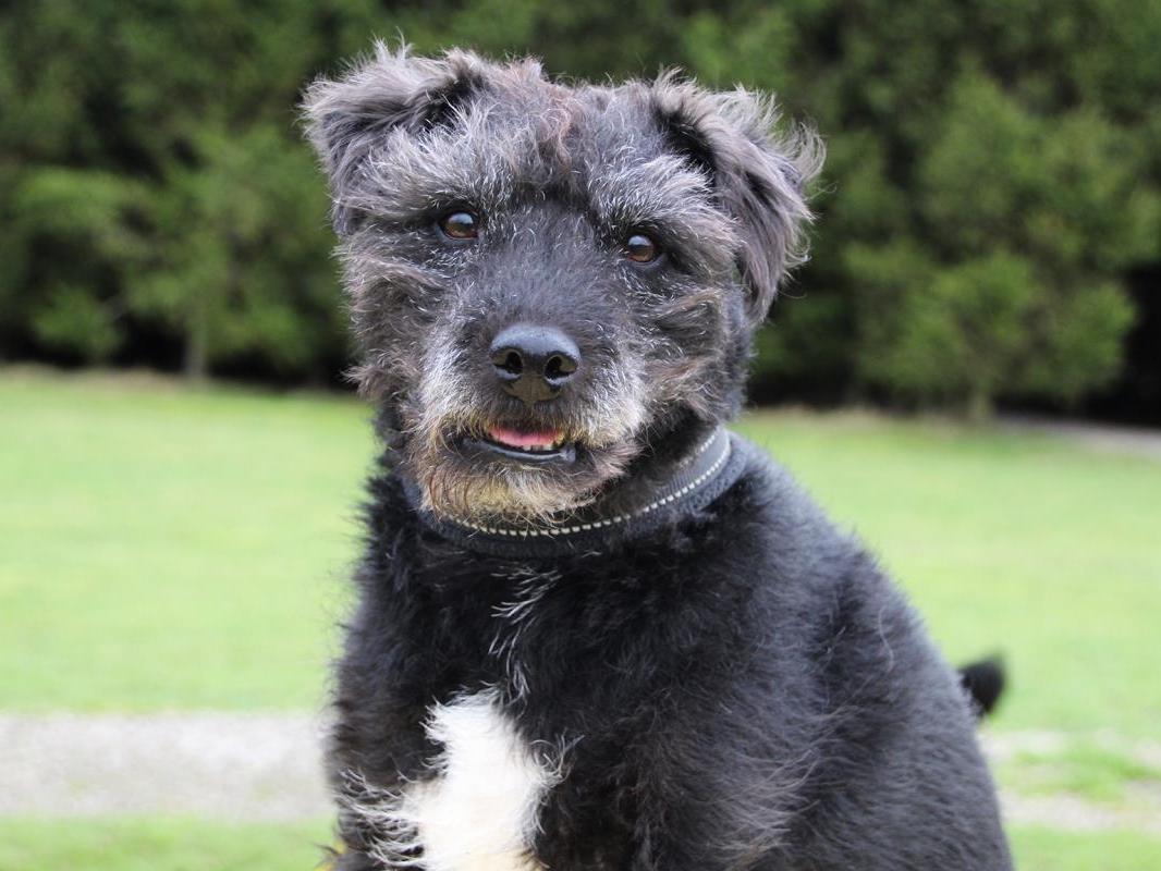 Breed: Terrier Cross. Age: 5 to 7 Years. Sex: Male. Billy is a lovely little dog who loves to be around people. Billy doesn't like being on his own and will need owners who are not going to leave him at all initially.