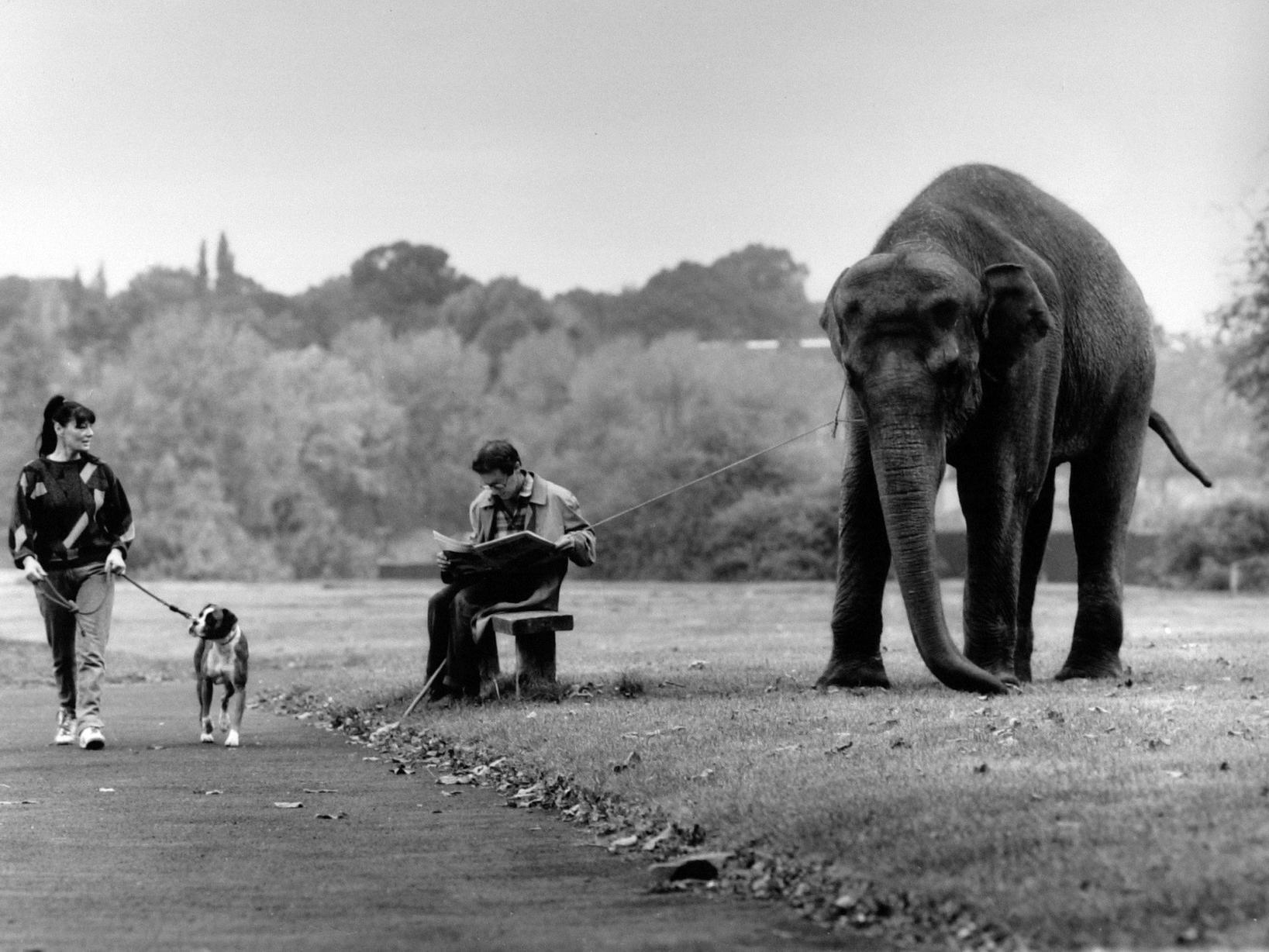 An iconic photo from the YEP archives by Mel Hulme. A circus worker with one of the Billy Smart Circus elephants on Woodhouse Moor.
