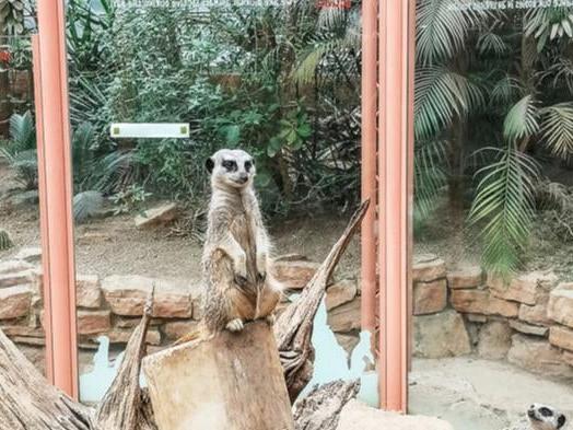 Explore the habitats of the tropics together and meet a wealth of exotic animals along the way at Tropical World, with monkeys, meerkats, crocodiles and butterflies among the exhibits.