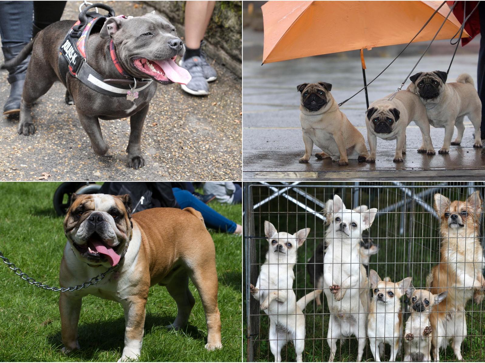 These are the most stolen dog breeds in Leeds in 2019, according to police figures,