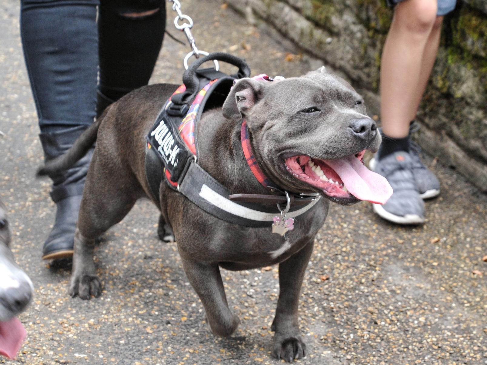Staffordshire Bull Terriers were stolen in 2019, according to figures.