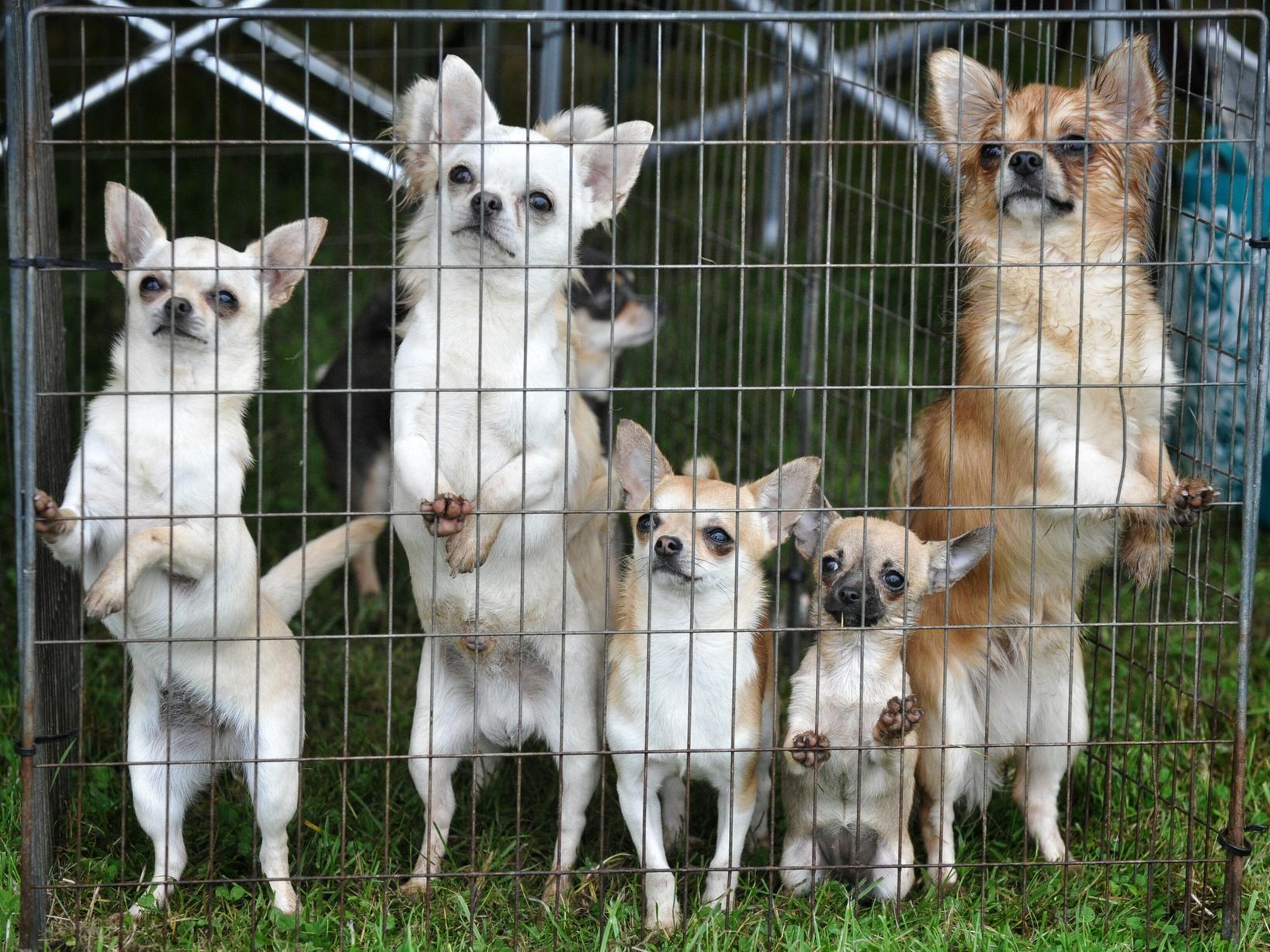 10 Chihuahuas were stolen in 2019, according to figures.