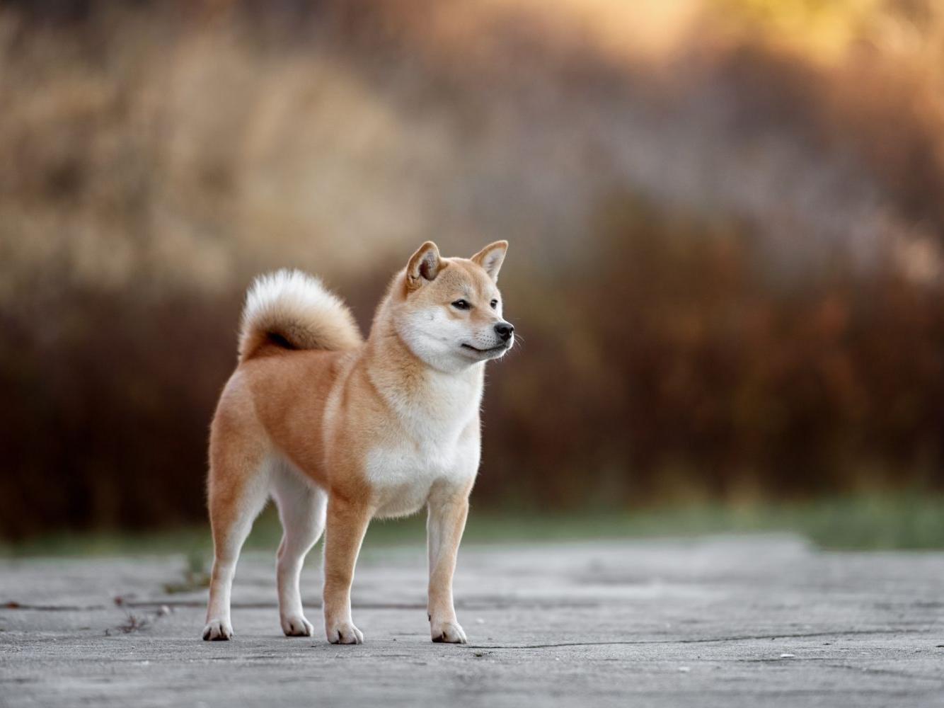 Eight Akita breeds were stolen in 2019, according to the figures.