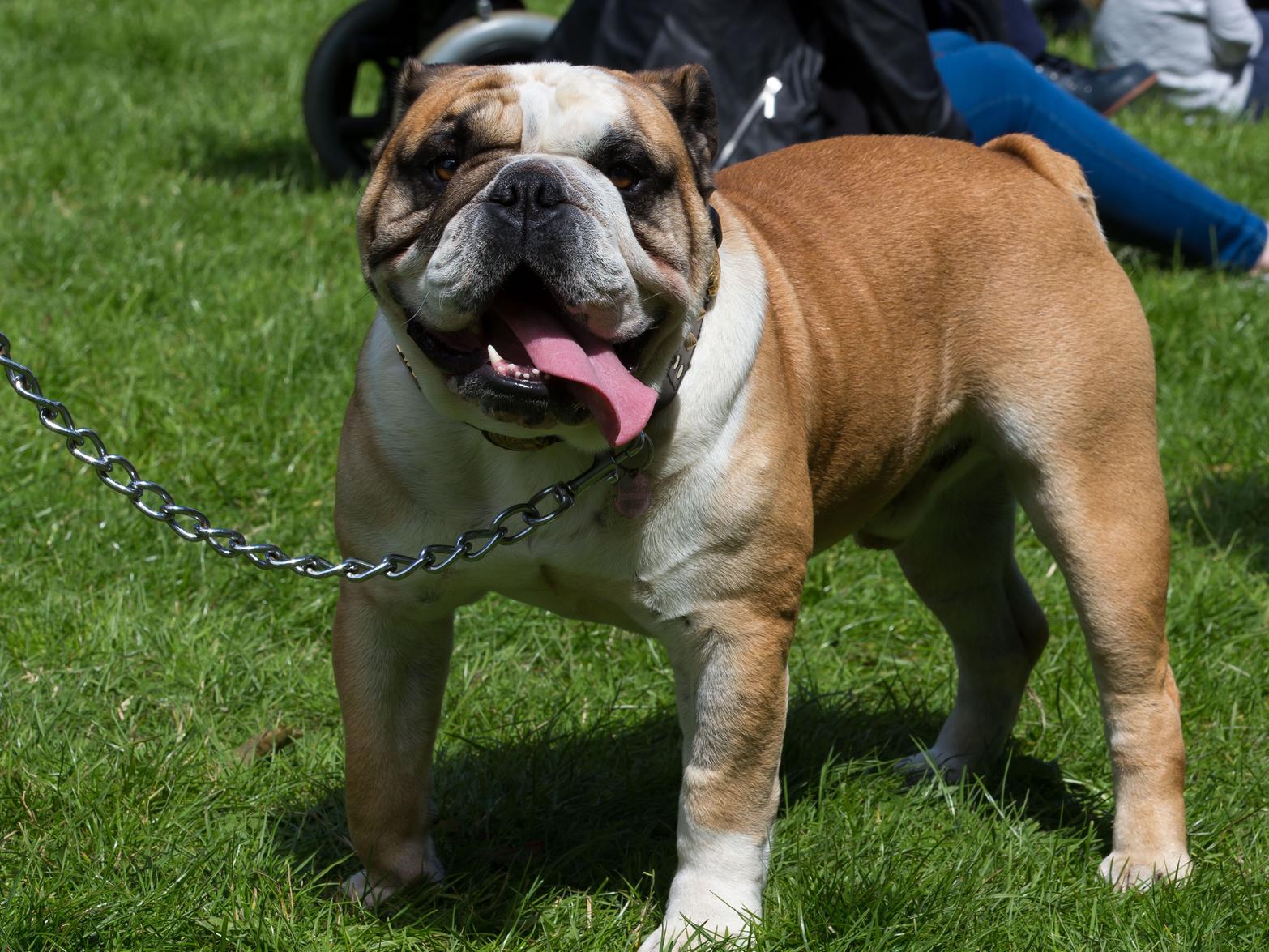 Four English Bulldogs were stolen in 2019, according to figures.