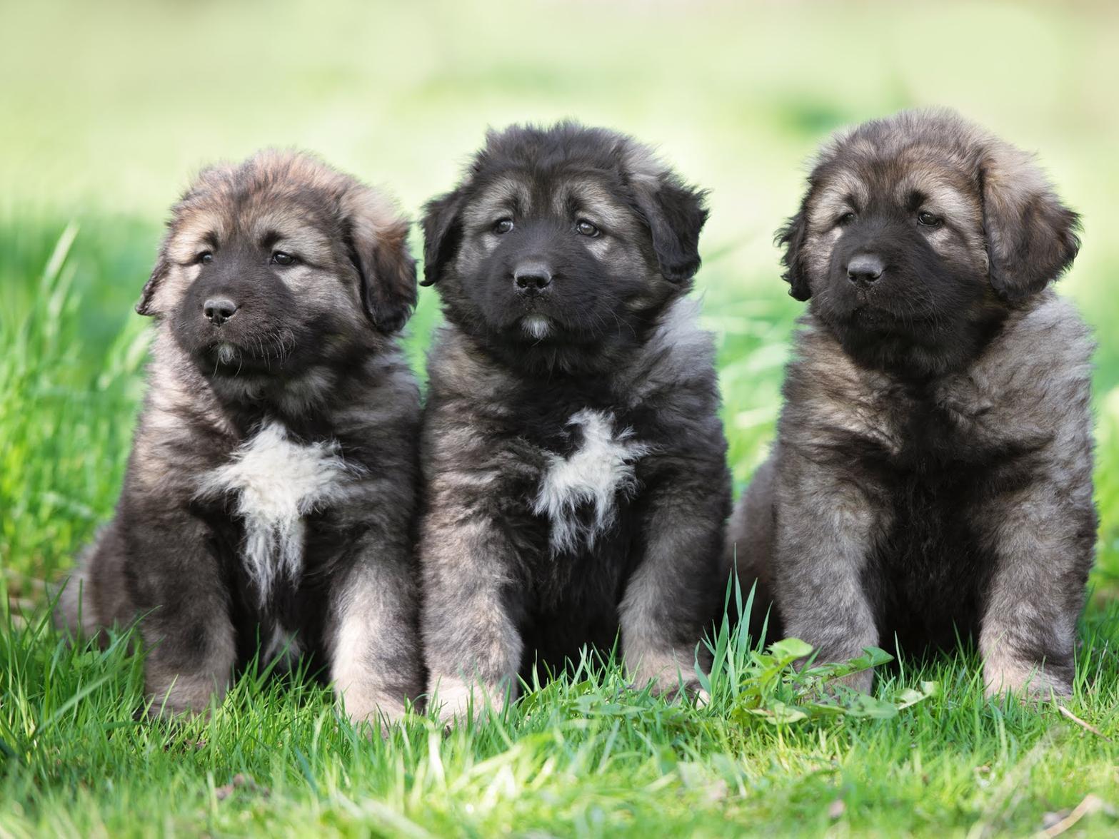 Three Caucasian Ovcharka dogs were stolen in 2019, according to police figures.