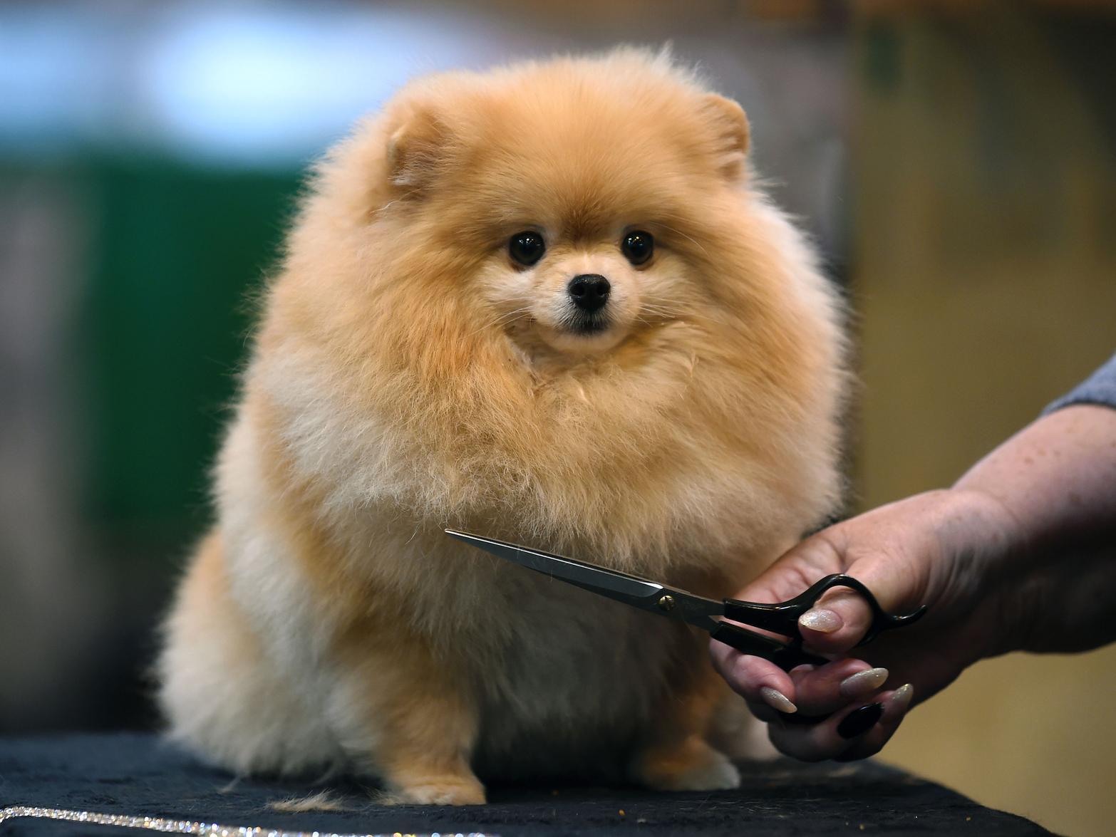 Two Pomeranian dogs were stolen in 2019, according to police figures.