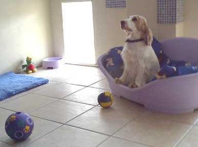 Top rated dog boarding facilities hot sale near me