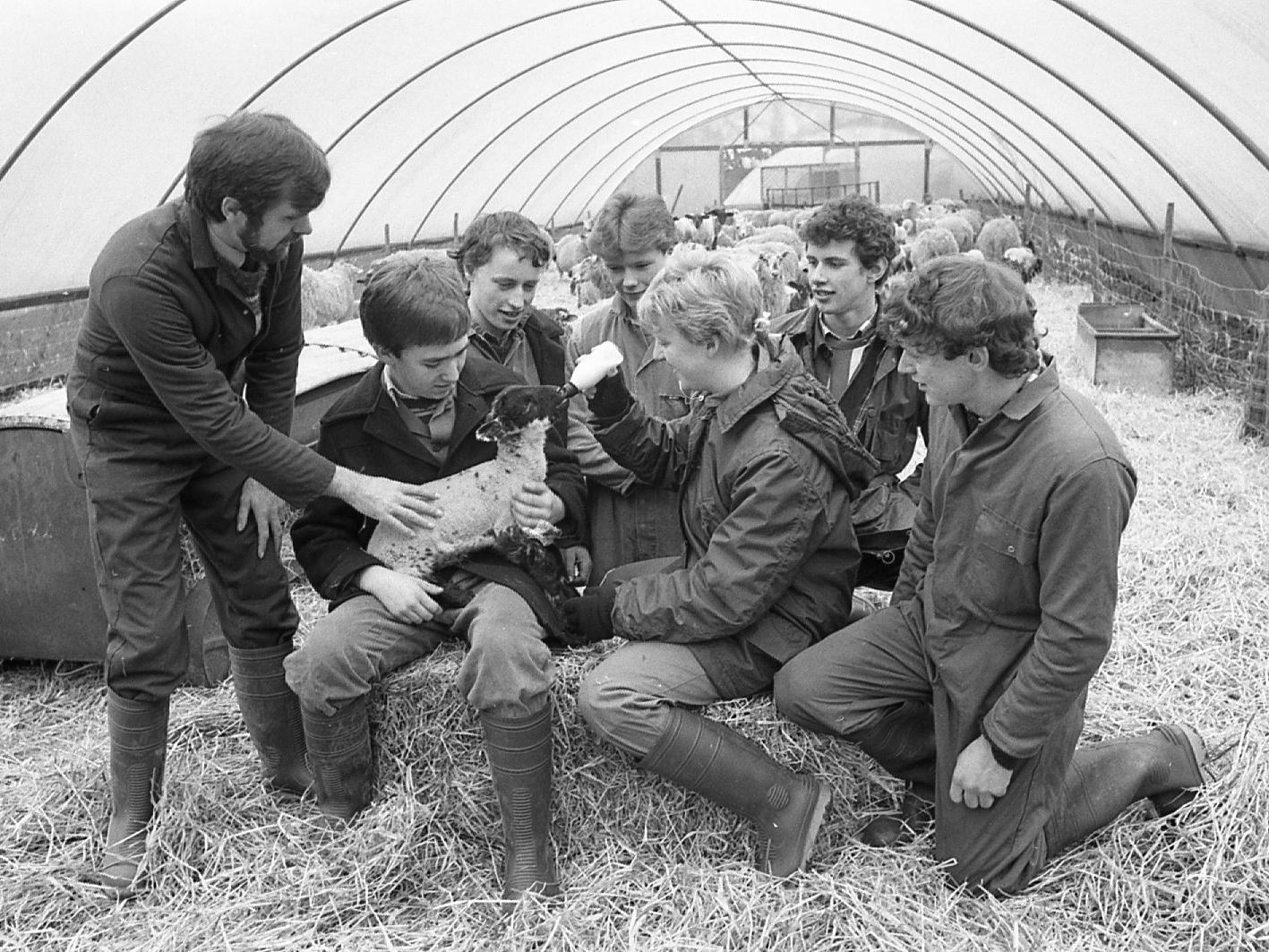 Students look on as lecturer Len Bagley directs Ann-Louise Painter and David Sumner in holding and bottle feeding lambs at the Lancashire College of Agriculture and Horticulture