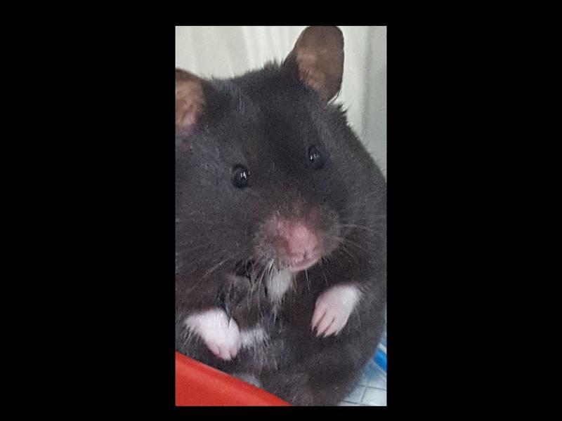Ebony the hamster sent in by Judith Croskell