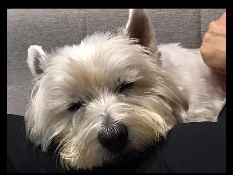 Winston our loveable Westie, sent in by Anne Crossley