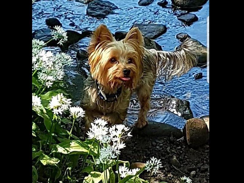 George, enjoying a day at the river, sent in by Dolly Baines