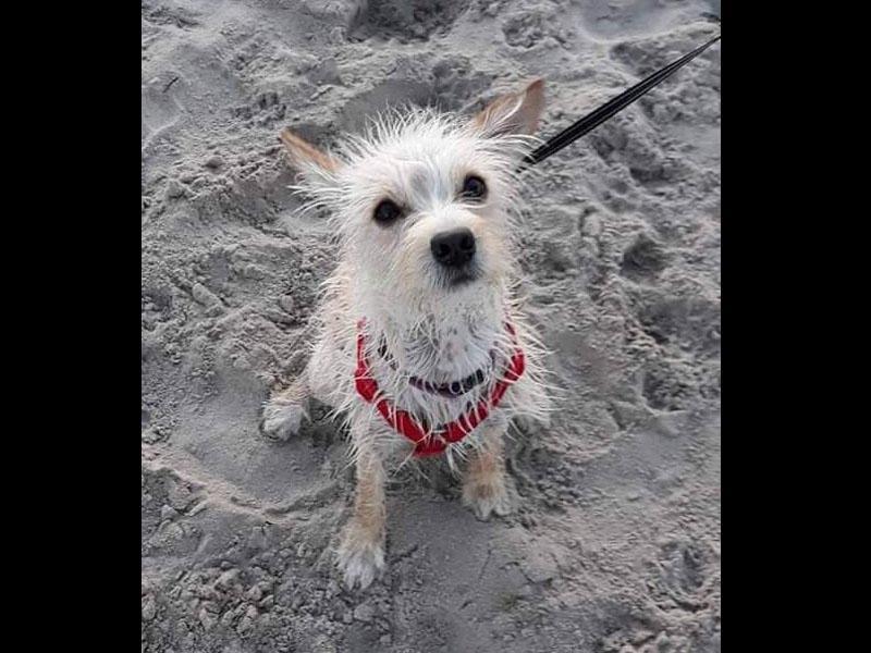 Lola on her beach walk, sent in by Cath Munz
