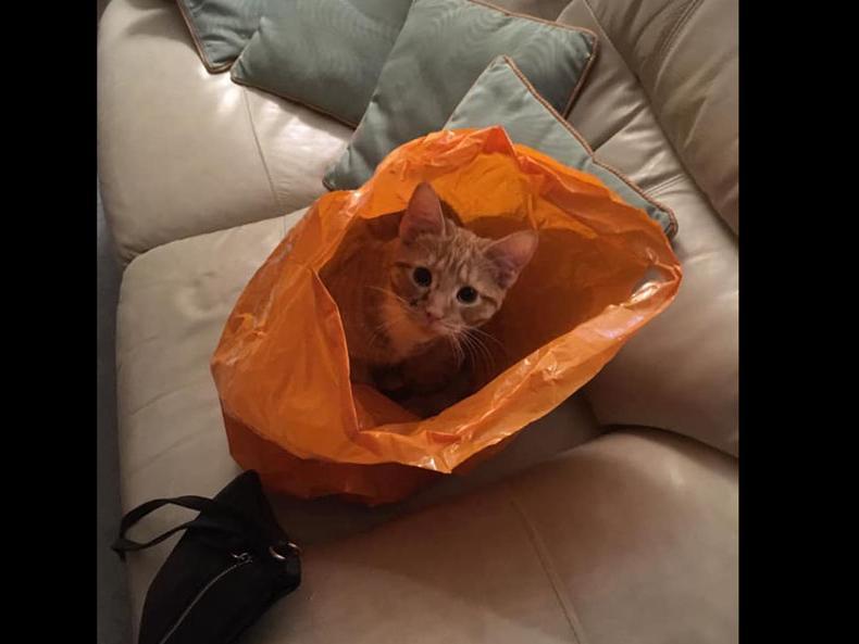 This is Tigger, didnt want me to go shopping without him! Sent in by Ann-Marie Yates