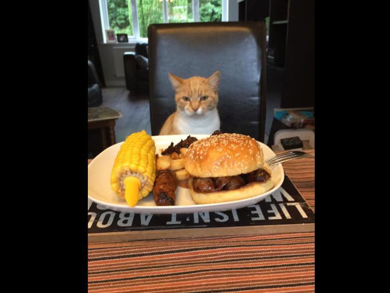 This is George , hes very cheeky as you can see and couldnt resist a peek at hubbys tea when he got up out of his seat! Sent in by Christine Bintcliffe