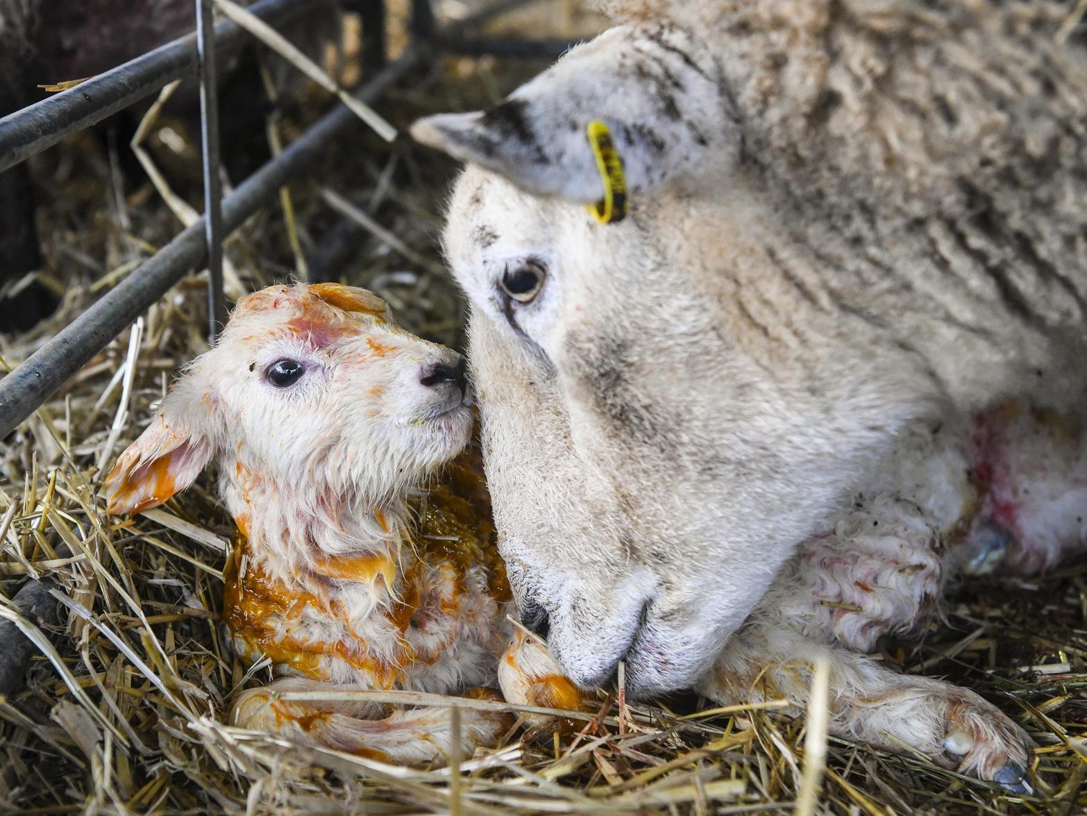 The pictures show the lambs just seconds after they were born.