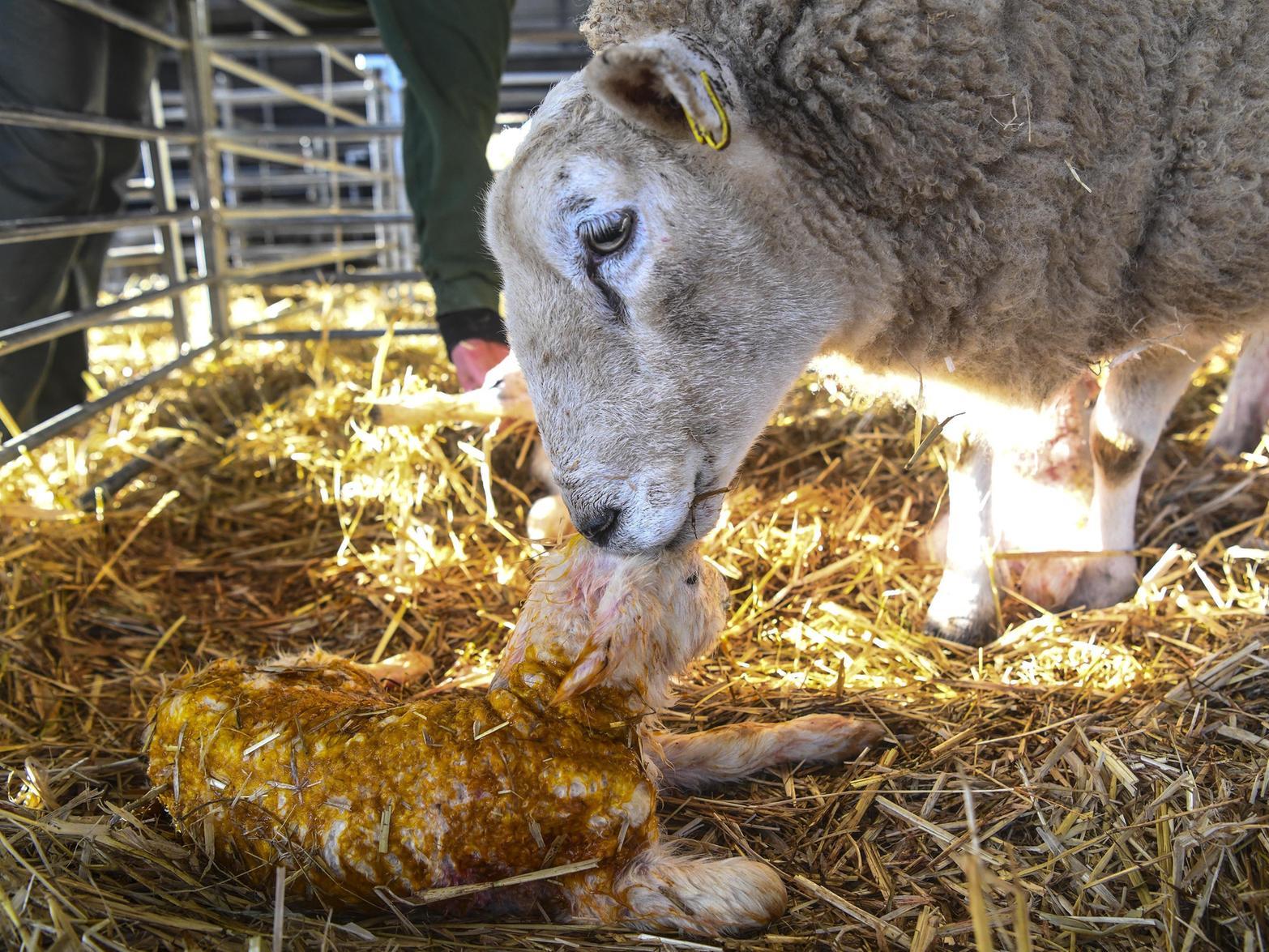 Lambs are born around four and a half months after the ewe falls pregnant, which can start as early as December and go on to as late as June.