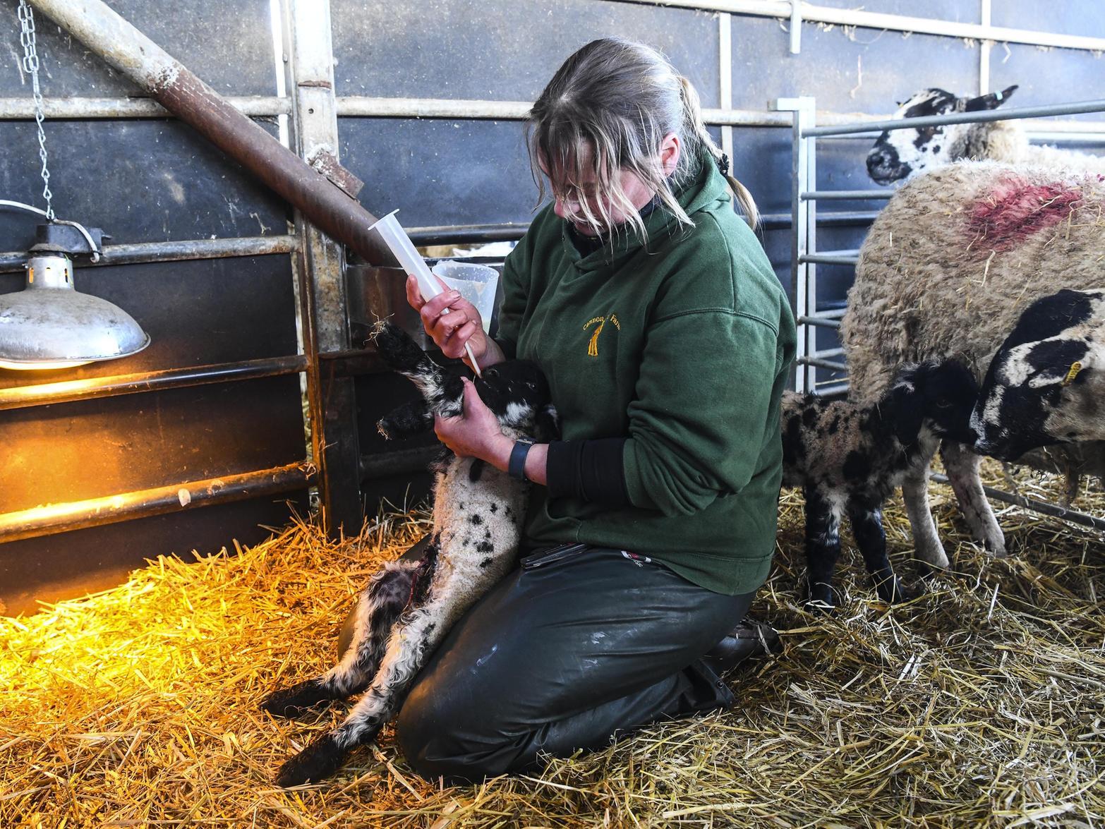 The lambs are weaned from their mothers between two and four months old, when they will either go on to be breeding sheep or be reared for meat.