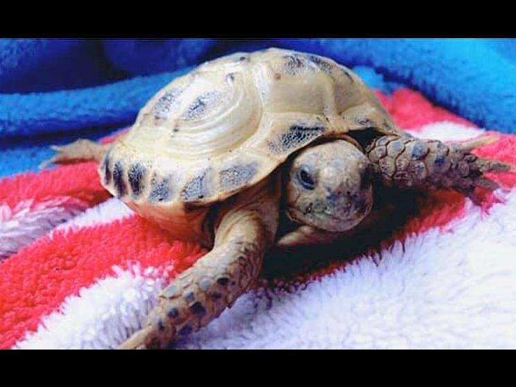 My other girl... Pebble, the tortoise, sent in by Charlotte Mowbray
