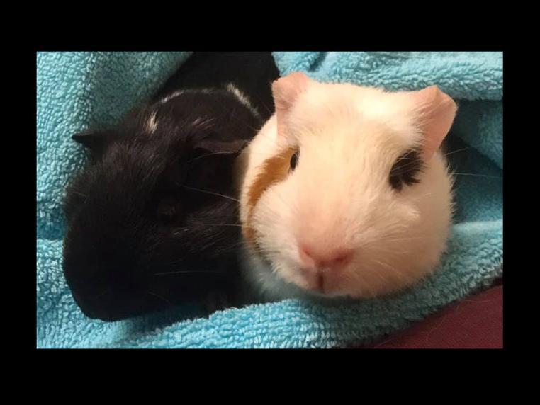 Our lovely piggies Jessie and Harry sent in by Kerry Clarkson