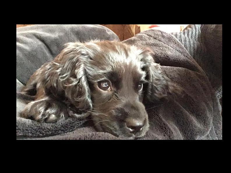 Heres Millie the Cocker Spaniel, sent in by Charlotte Mowbray