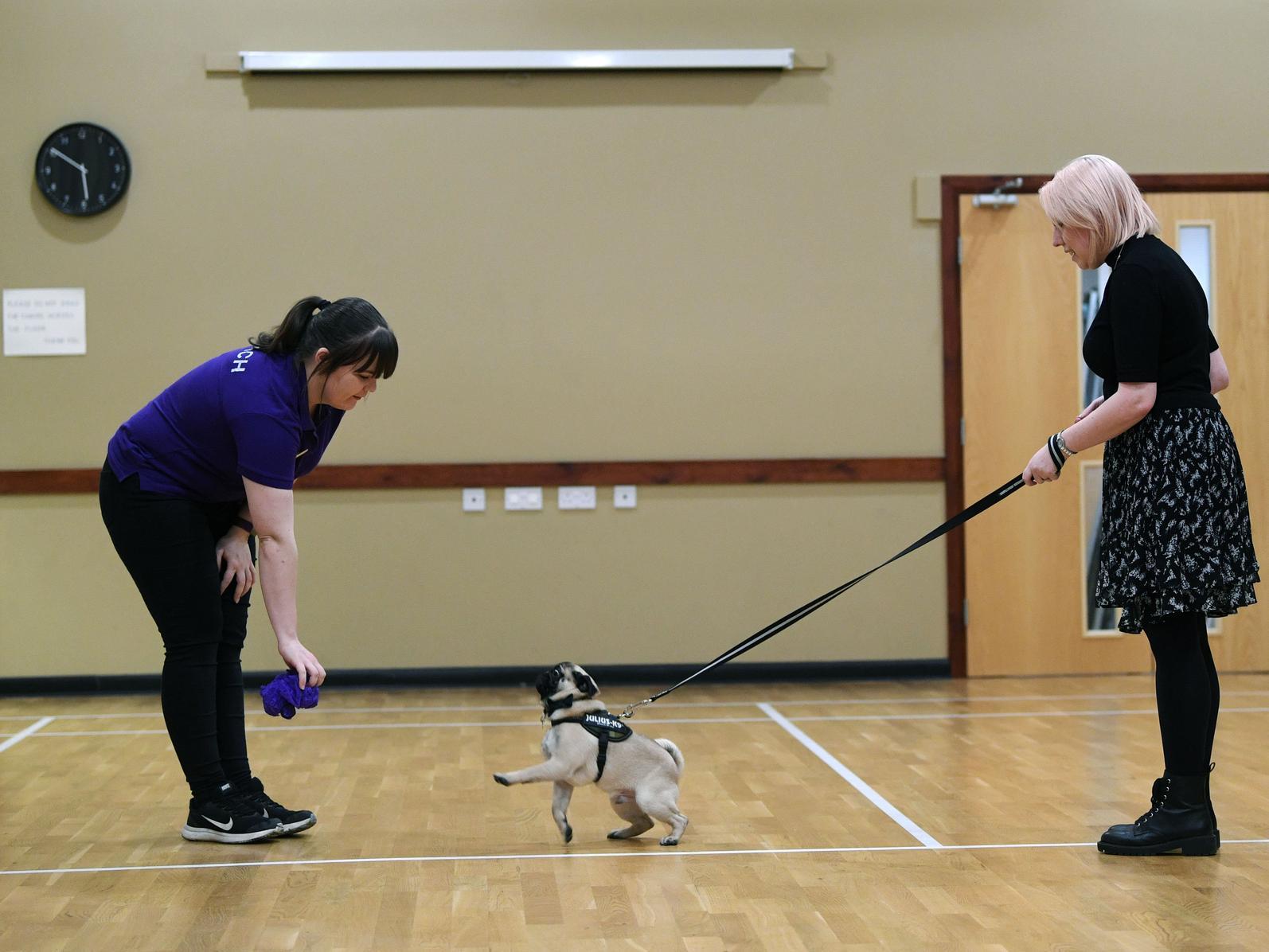 Clyde the pug listens to trainer Becky Ellis during a "leave" session.