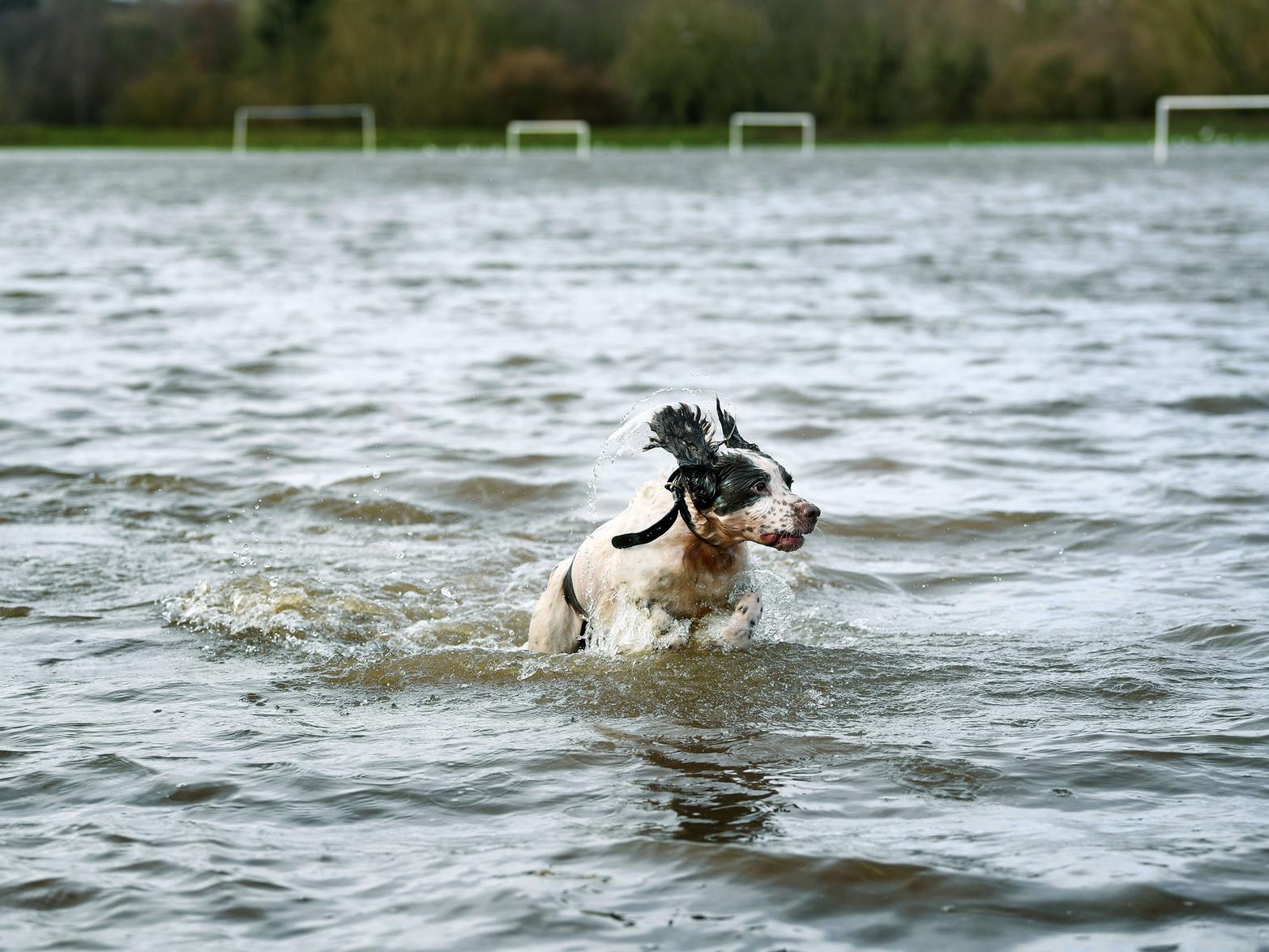 A dog plays in the flooded Wetherby Ings sports pitches.