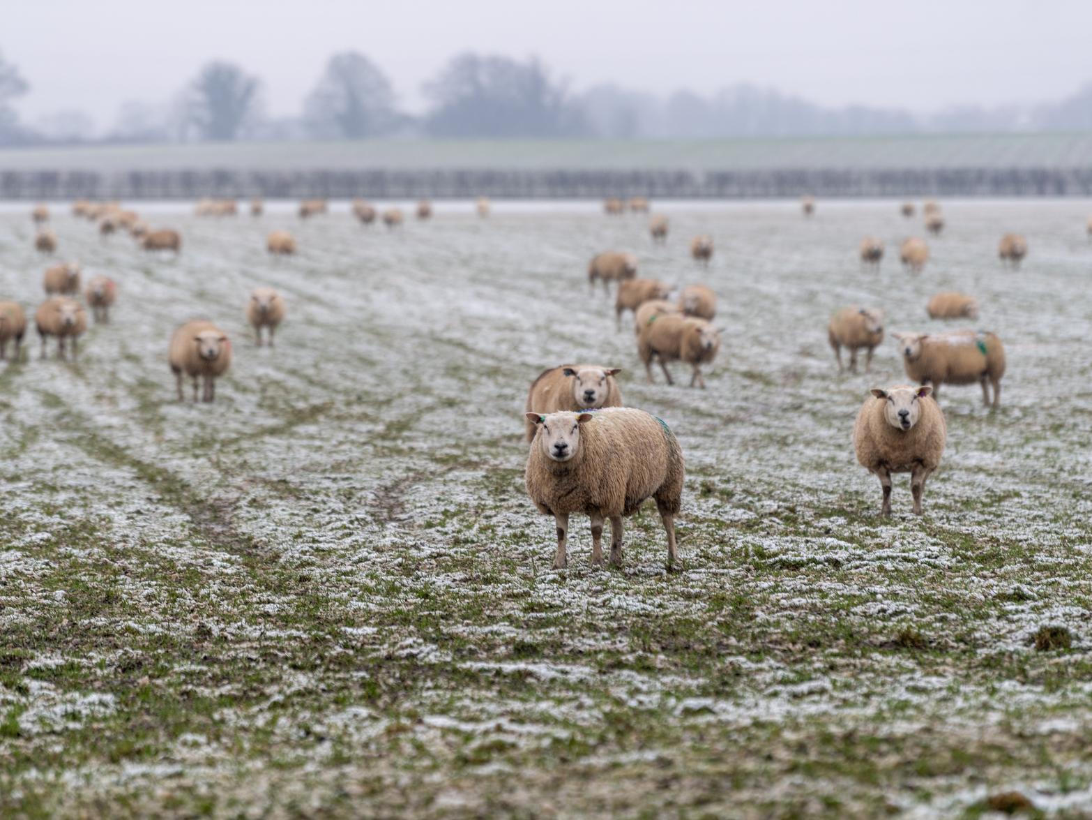 Sheep in a snowy field near Tadcaster