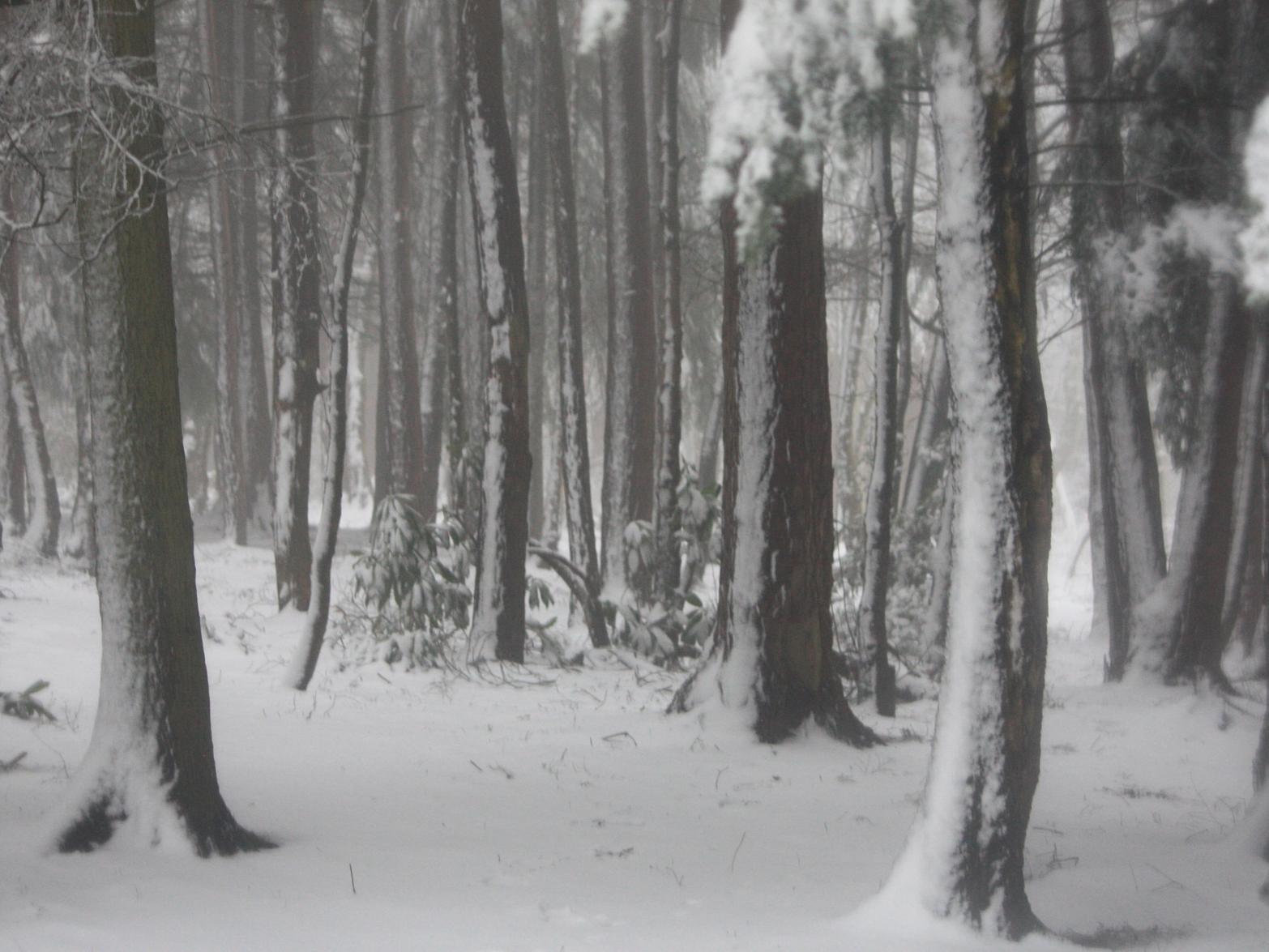Undisturbed and picturesque snow at the Pinewoods.
