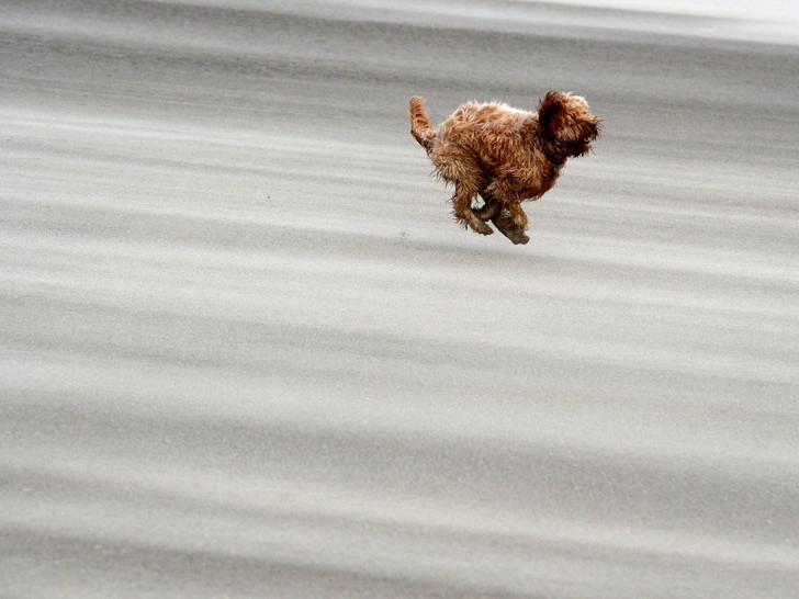 A dog named Ted runs along the beach in Blackpool. (Photo by Nigel Roddis/Getty Images)