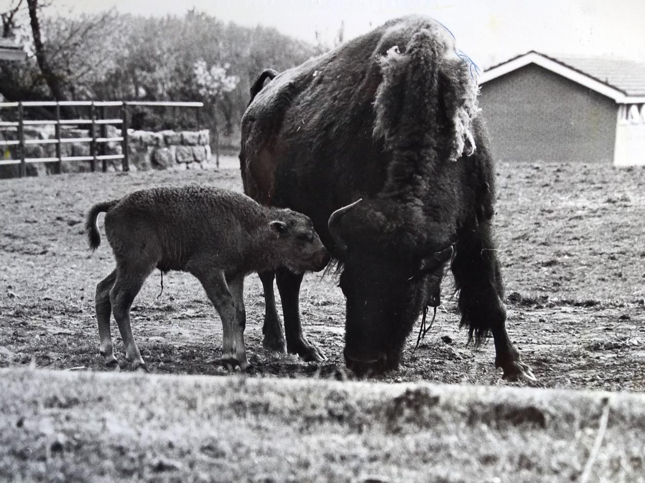 Dumpty the baby bison with its mother