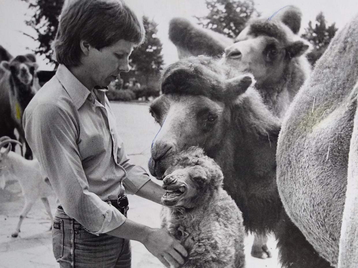 Zoo keeper John Edwards with a 40lb baby camel, with its proud parents