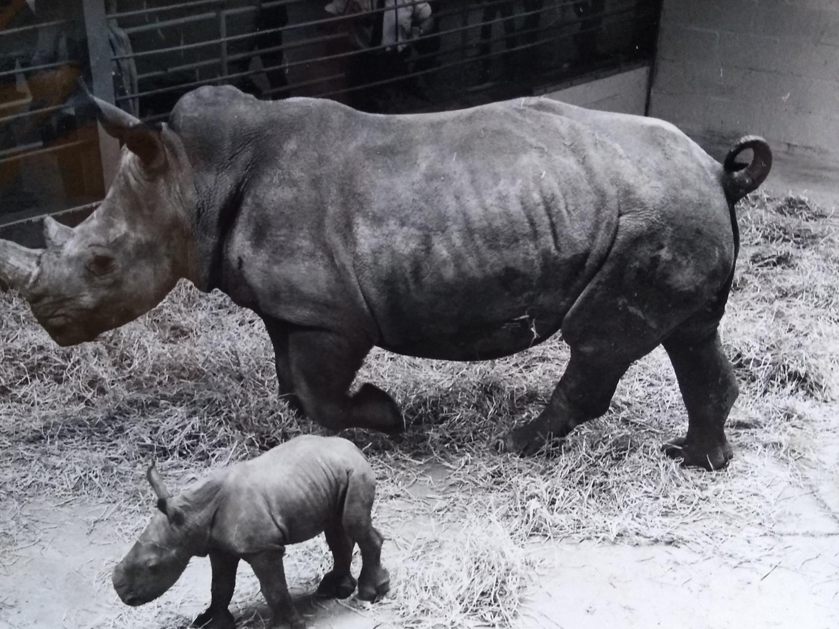 A baby rhino in its enclosure at Blackpool Zoo, watched by its mother