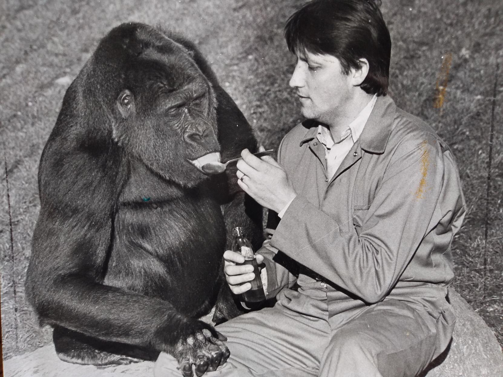 No babies yet, but expectant Lomie, a 10-year-old gorilla, was due to produce her offspring at any time. She is pictured with her keeper Mike Clarkson who was giving her a daily dose of medicine