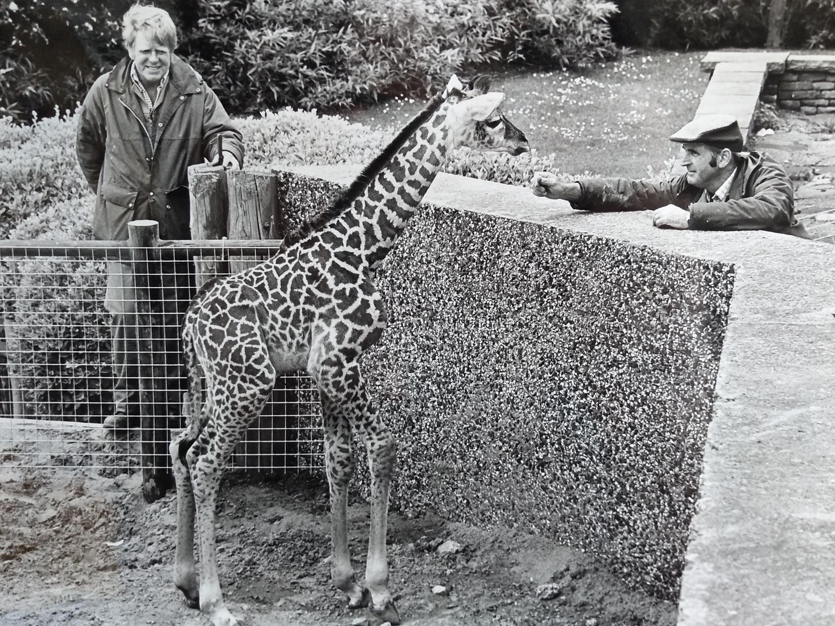 Three-day-old Jasper the baby giraffe having a look at the humans during a wander in the compound at Blackpool Zoo, June 1981