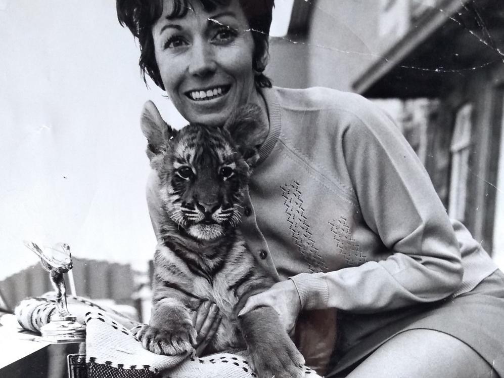 Zoo secretary Dorothy Faragher with one of the Royal Bengal tigers born at Blackpool Zoo