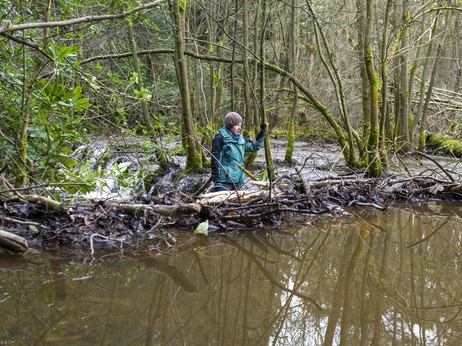 Cath Bashforth, Ecologist with Forestry England by a large dam built by a breading pair of beavers in their habitat in Cropton Forest