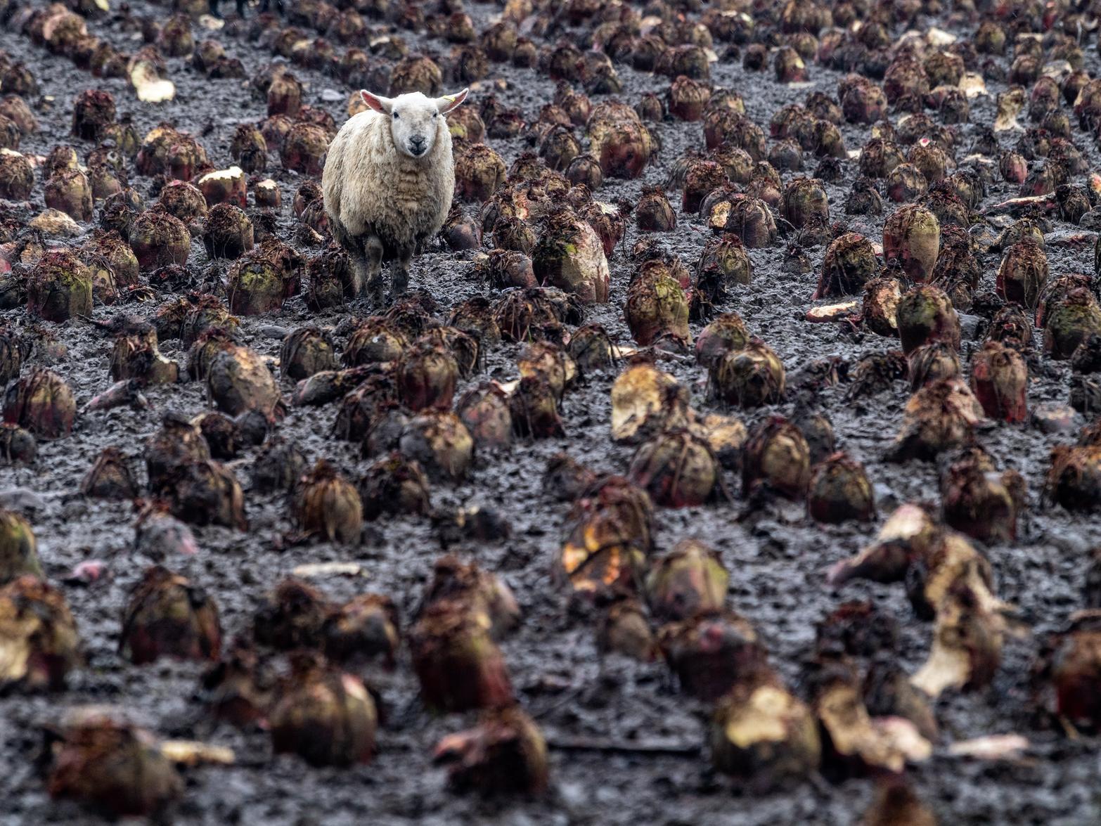 A flock of sheep in a field in Harewood, near Leeds, which is facing terrible conditions for livestock currently