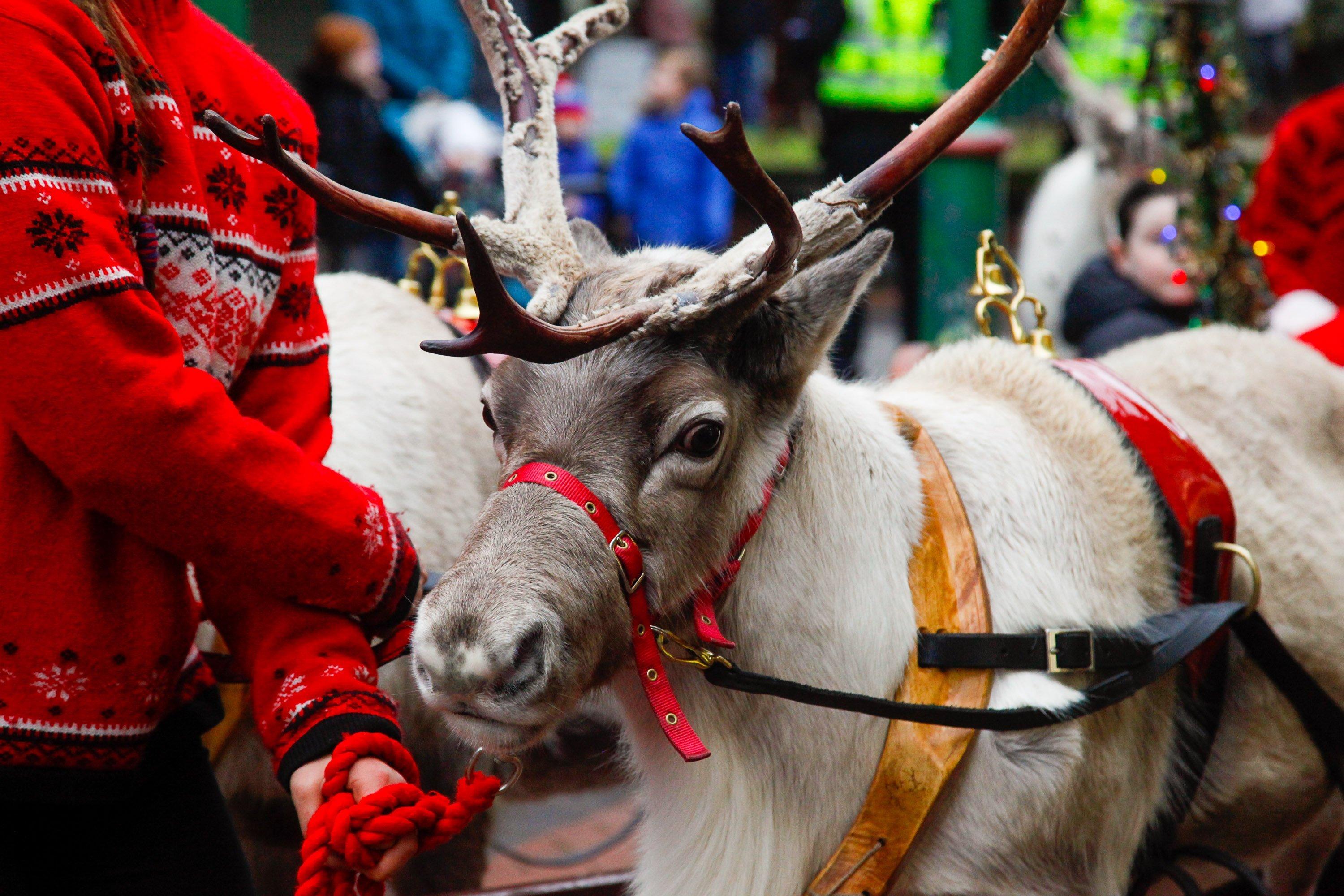 Grangemouth Reindeer and Santa Parade on Saturday, November 23. Picture by Scott Louden.